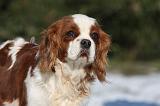 CAVALIER KING CHARLES 549
